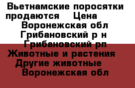 Вьетнамские поросятки продаются. › Цена ­ 2 000 - Воронежская обл., Грибановский р-н, Грибановский рп Животные и растения » Другие животные   . Воронежская обл.